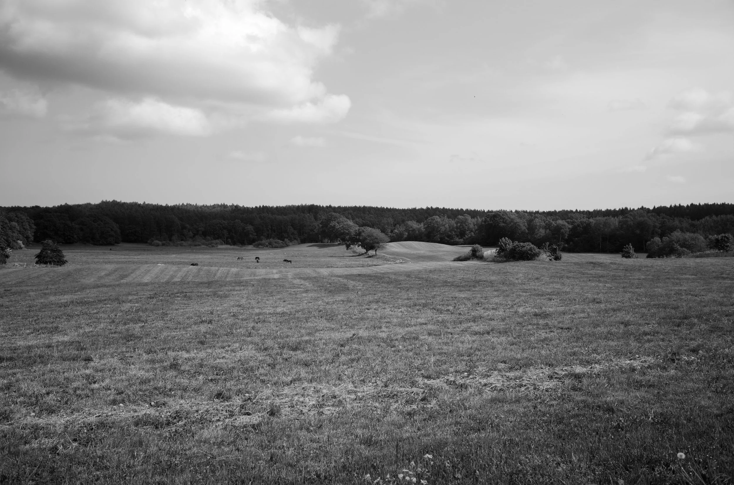 2L1007896_cp_l.jpg