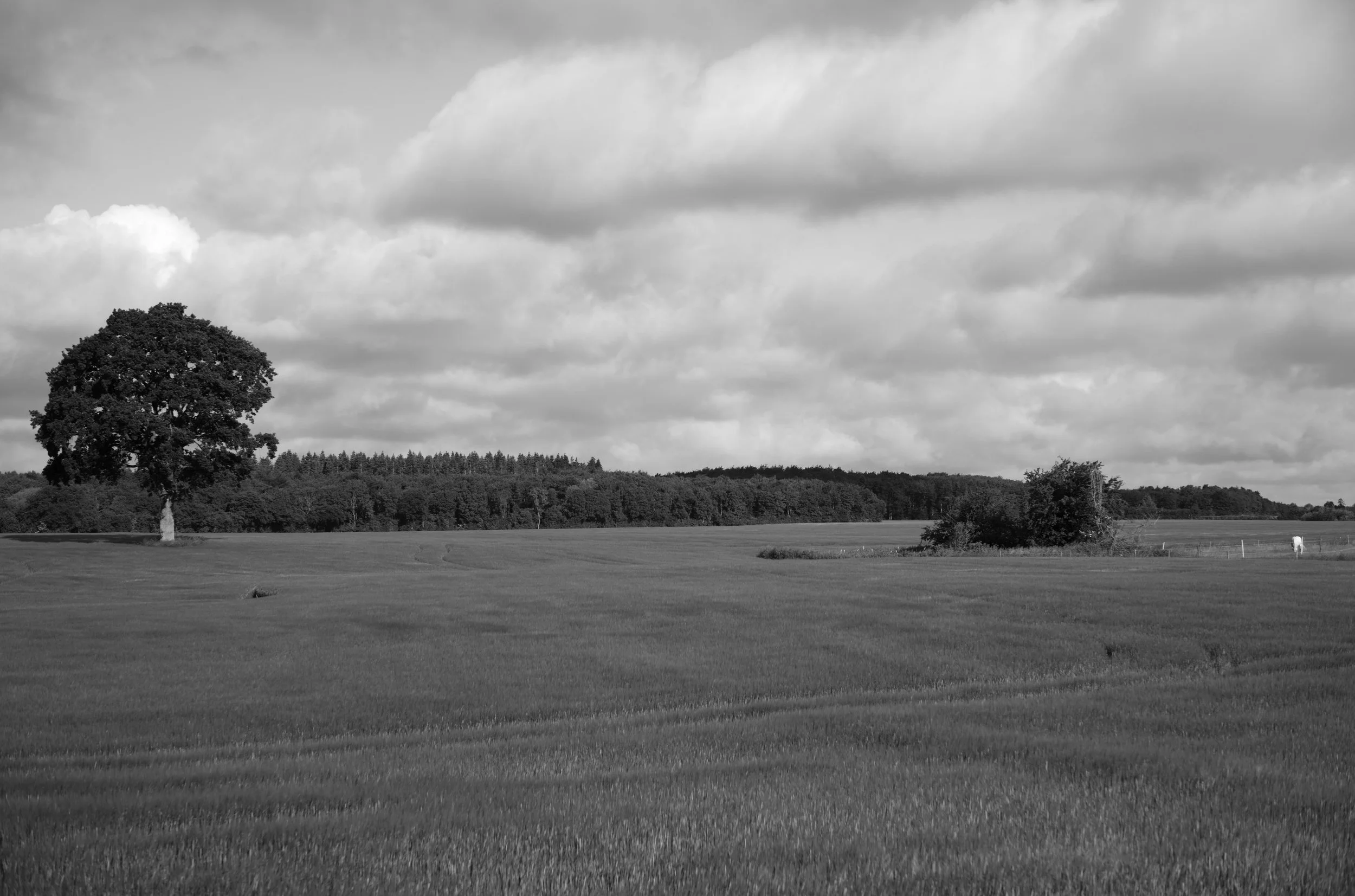 2L1006163_cp_l.jpg