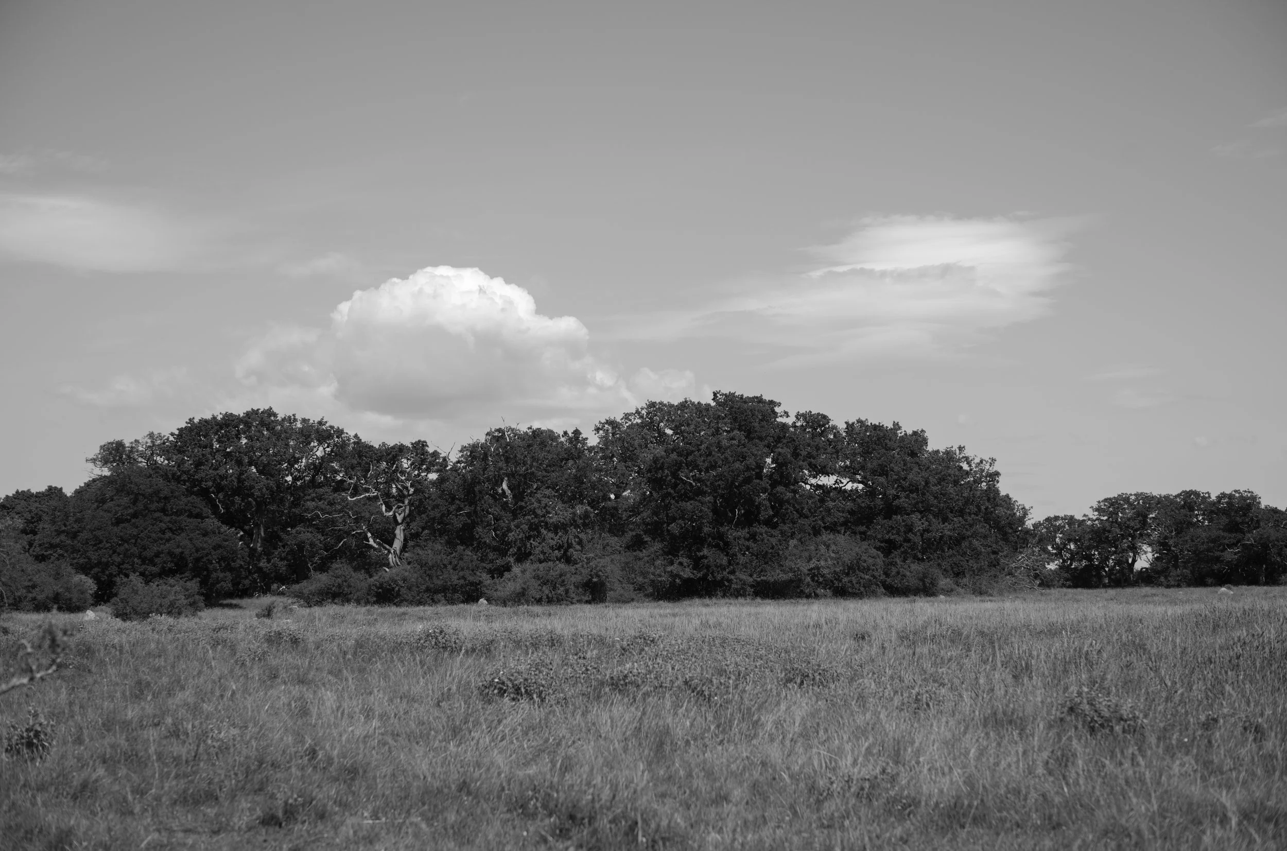 2L1008013_cp_l.jpg