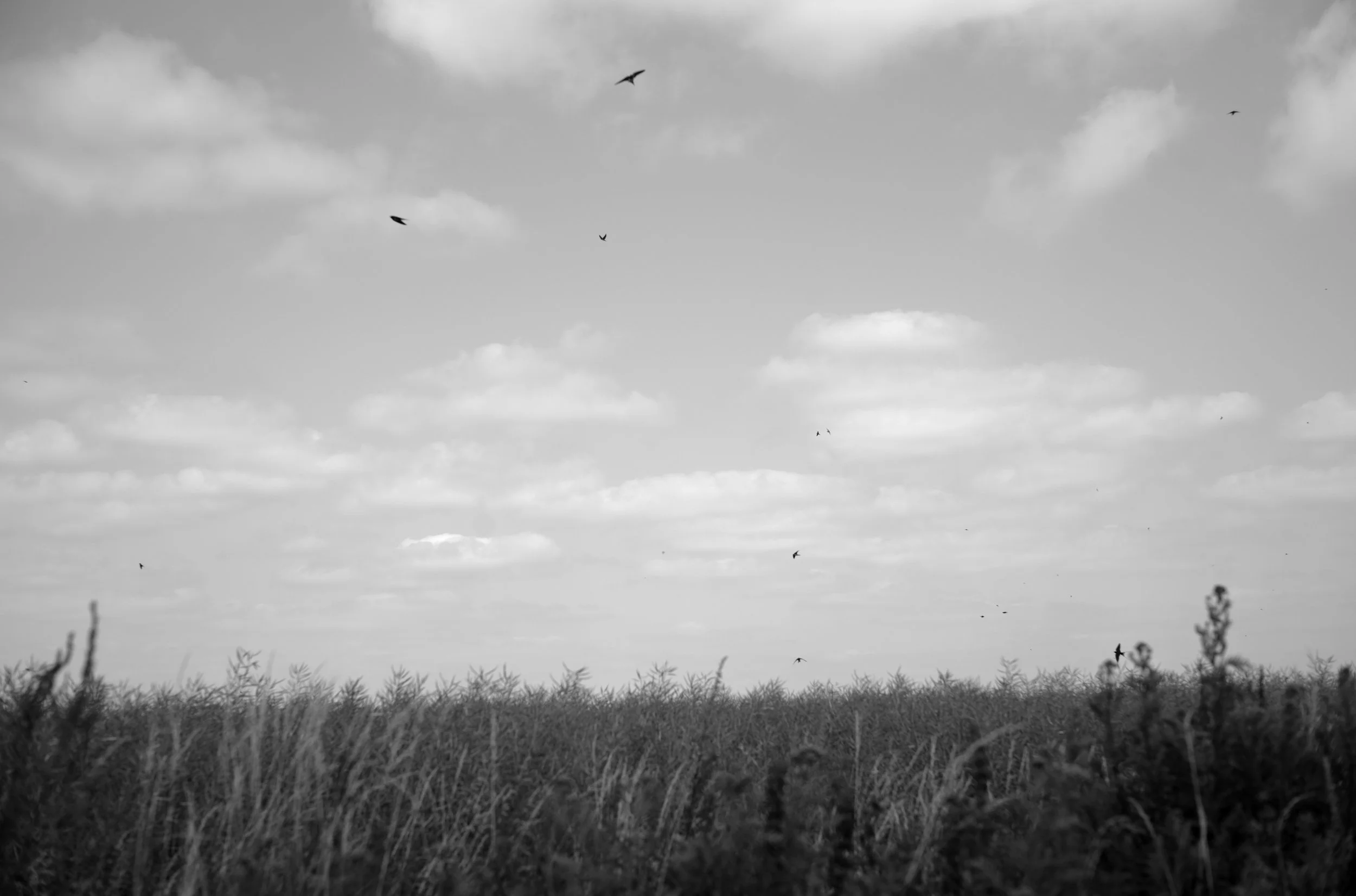 2L1008073_cp_l.jpg
