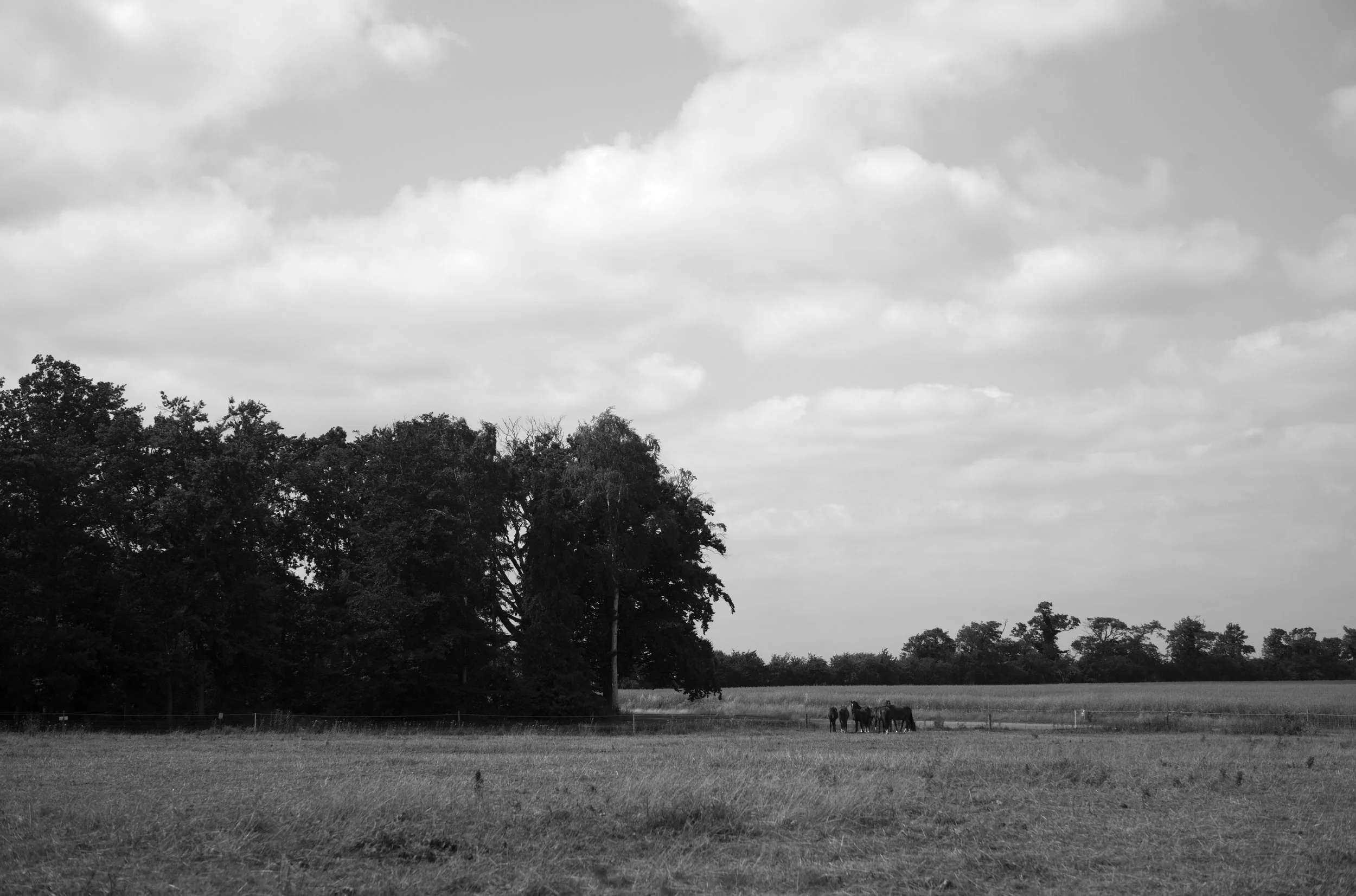 2L1008074_cp_l.jpg