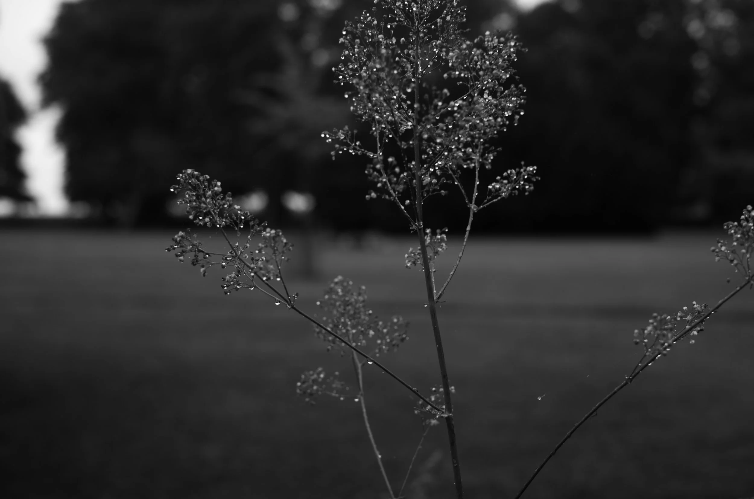 2L1008152_cp_l.jpg