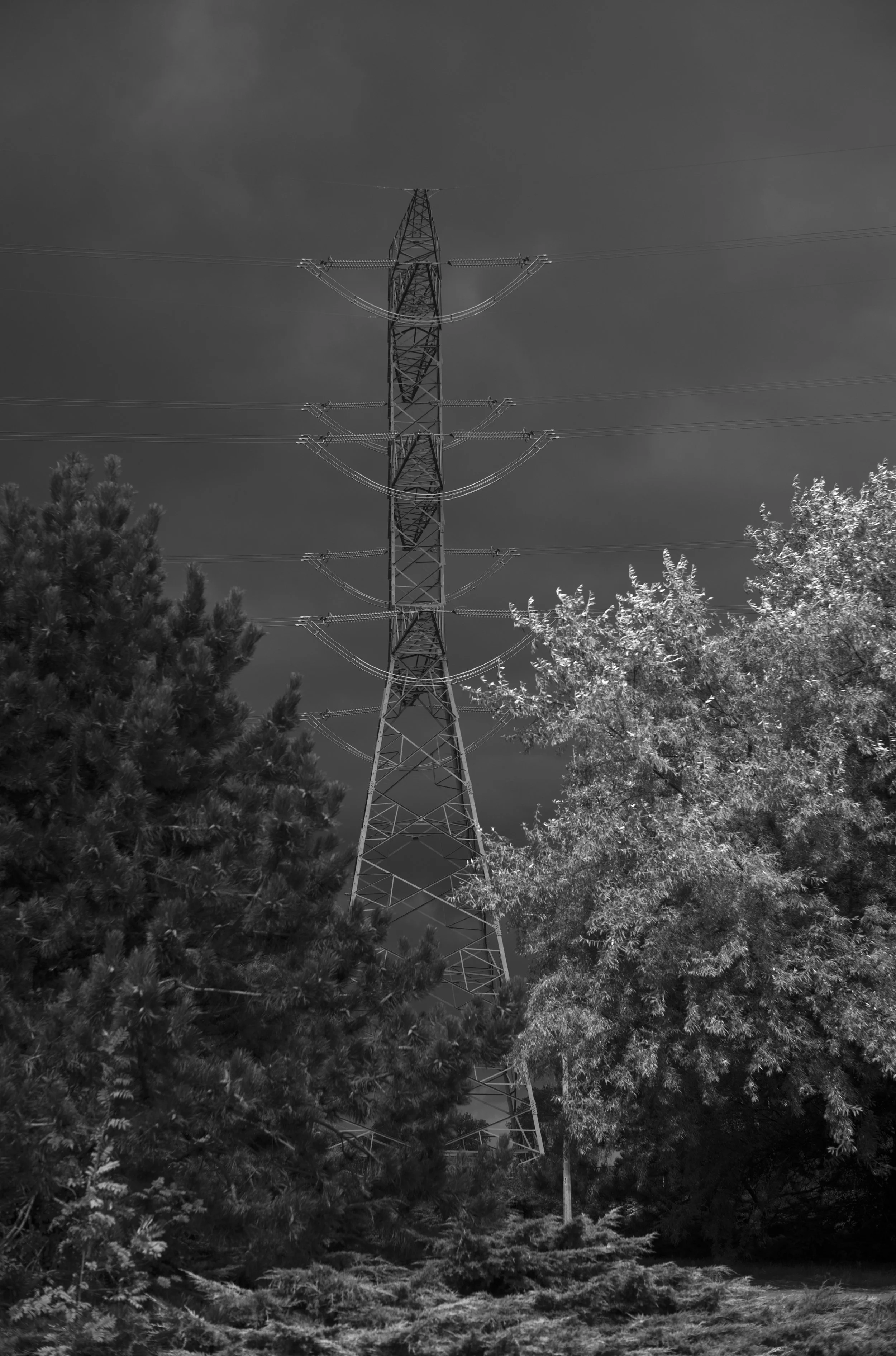2L1008735_cp_l.jpg