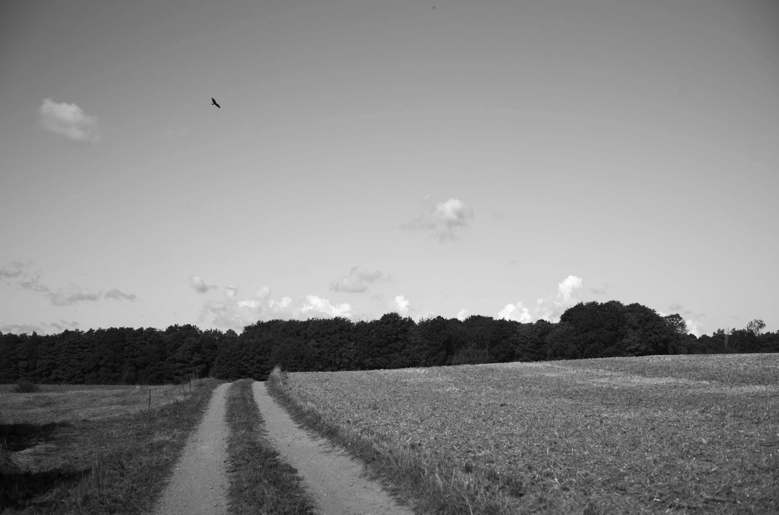 2L1008781_cp_l.jpg