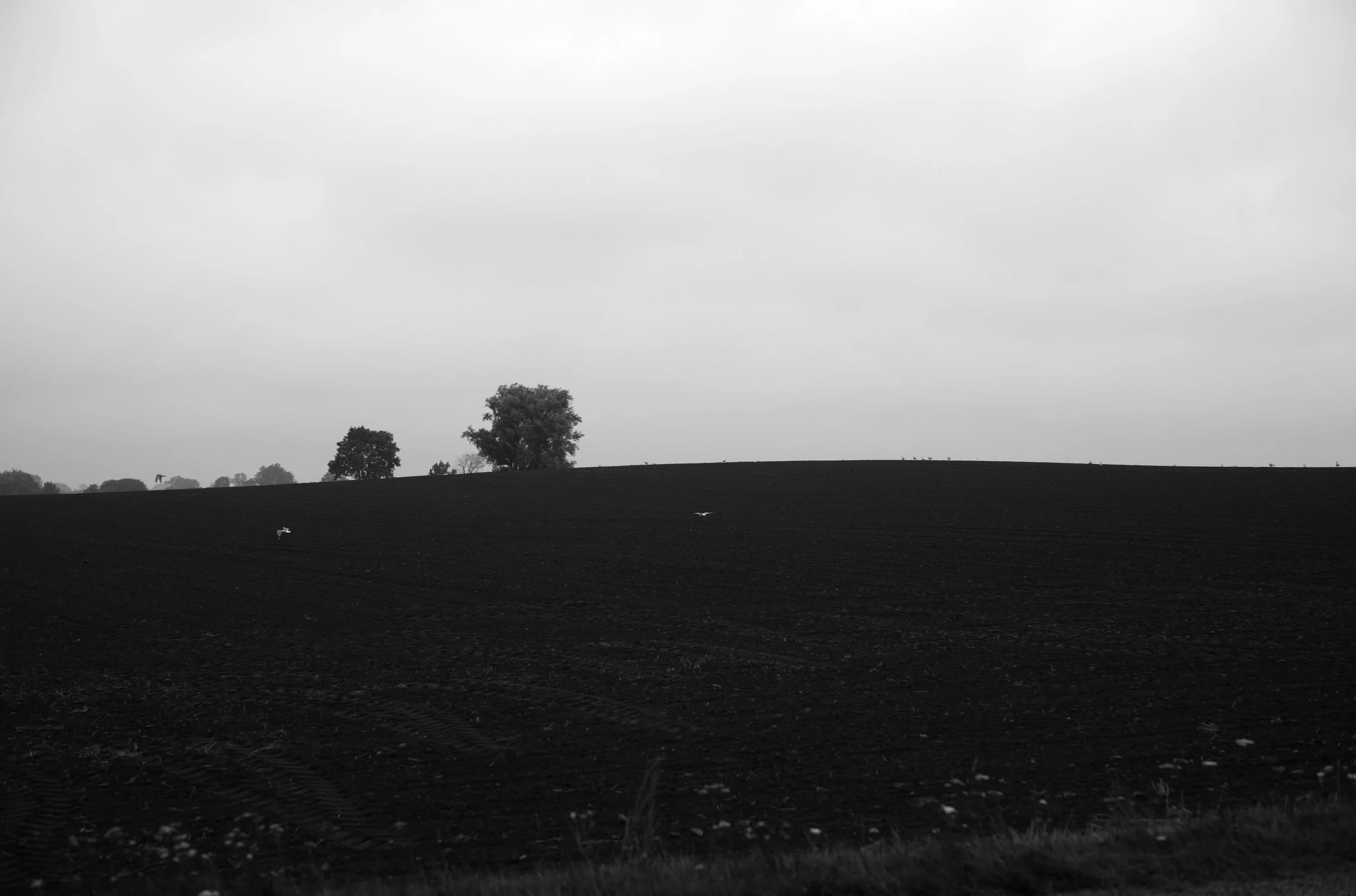 2L1008949_cp_l.jpg