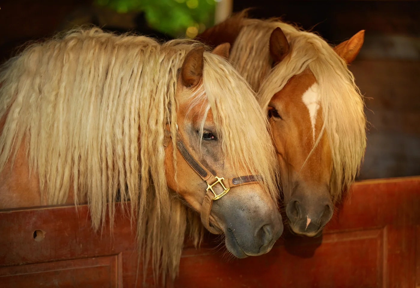 Knabe-Boden horses.jpg