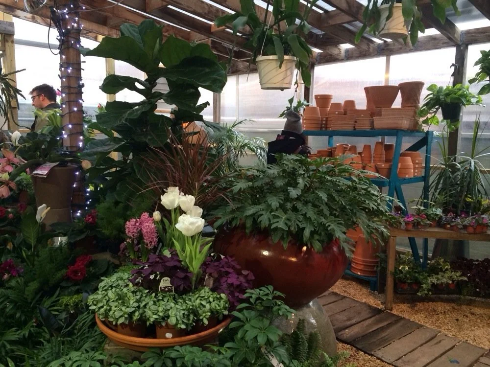garden center plants.jpg