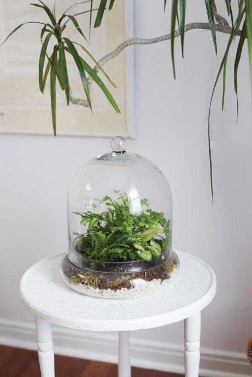 Glass Cloche