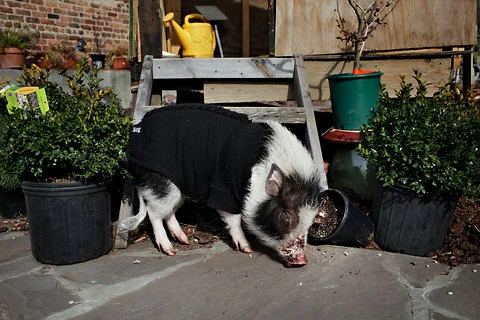 18pig2-cityroom-blog480.jpg