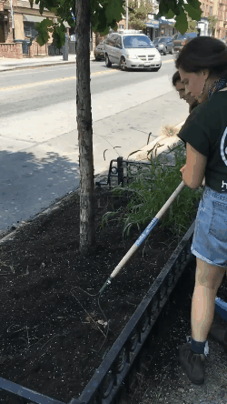 raking soil.gif