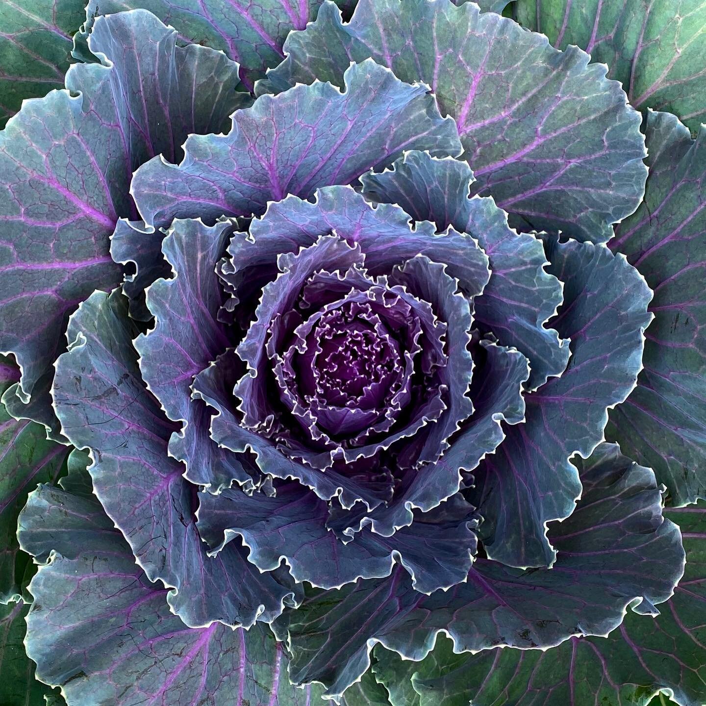 🍂🍃🍁Fall colors have arrived in the garden center. Cabbage, kale, mums, pansys, millet, grasses, ornamental peppers and more...

#crest #cresthardware #crestnyc #hardwarestore #hardware #garden #gardening #greenthumb #fallcolors #fall #flowers #urb