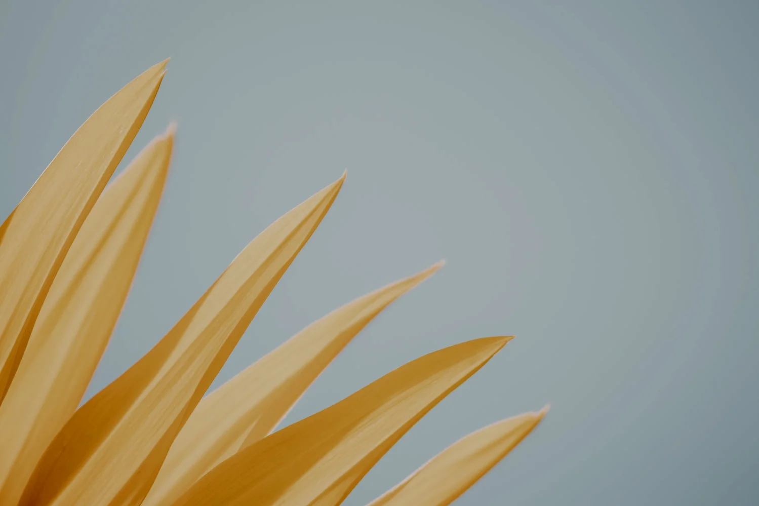 image-asset-1.jpg