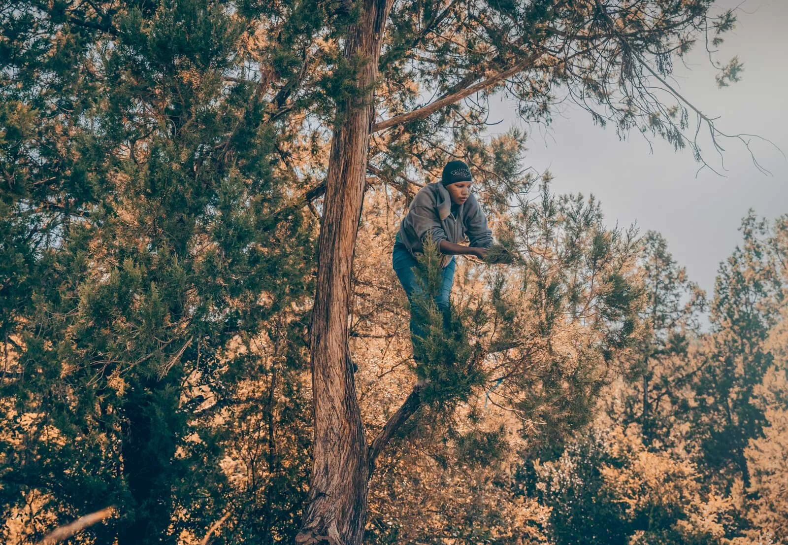 juniper-3.jpg