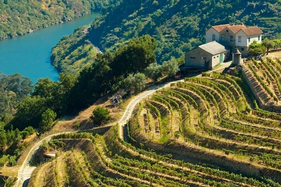 iStock_133889384_Vineyards_Douro_Valley_1342527_letterbox.webp