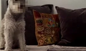 Second Nature Dog Litter "Stuart"