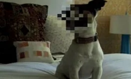 Second Nature Dog Litter "Roxy"