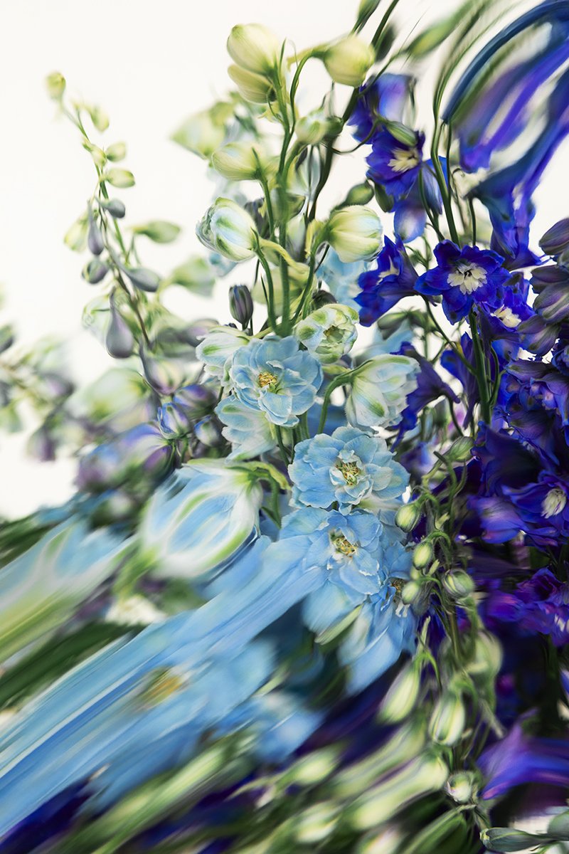 Delphiniums_1_SMALL copy.jpg