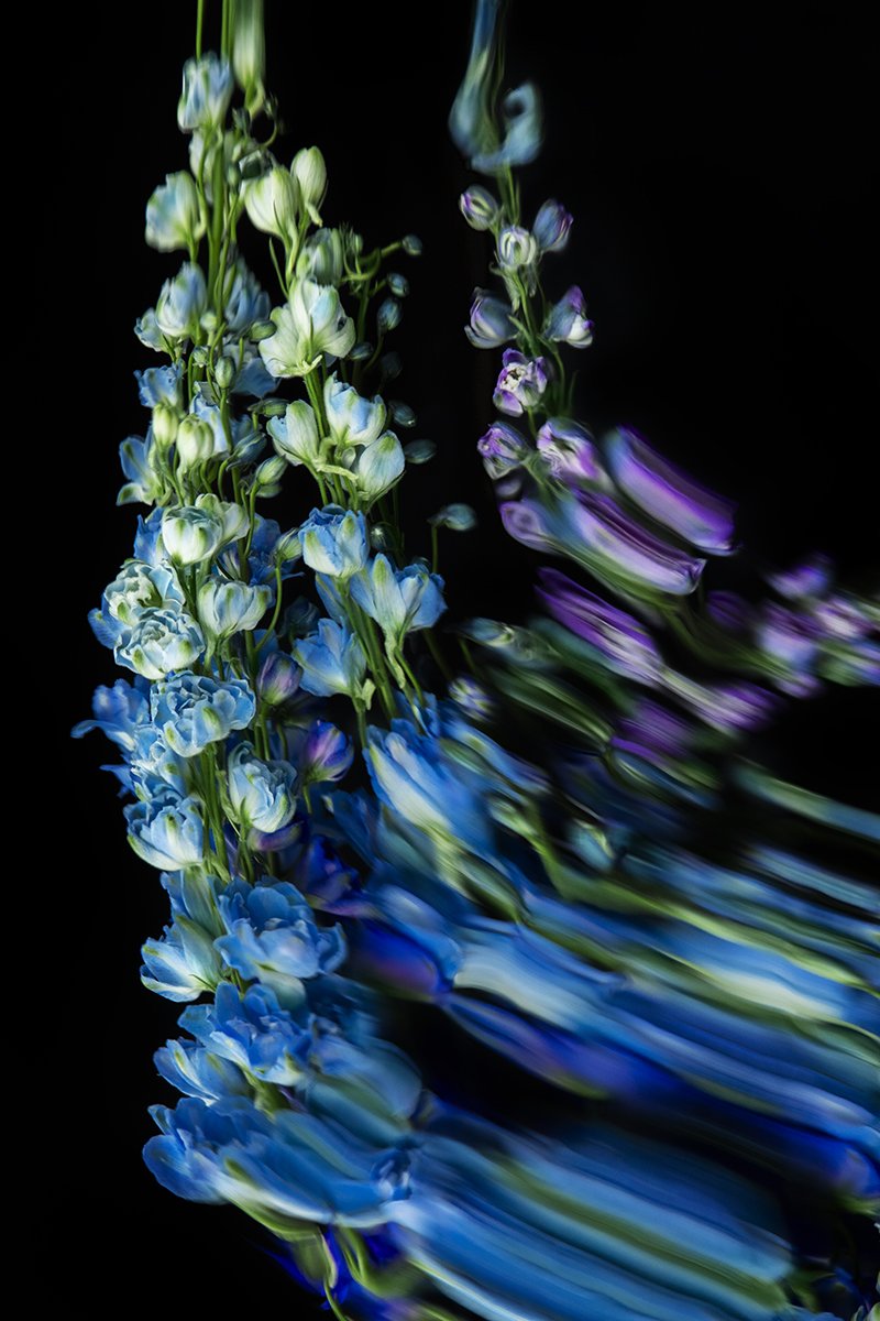 Delphiniums_8_SMALL copy.jpg