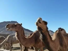 zagora3.jpeg