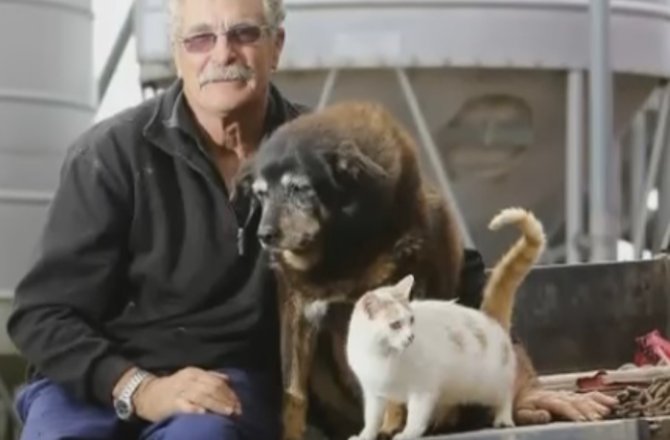 Sheepdog Maggie lived on a farm alongside a veritable herd of cats. YOUTUBE SCREEN CAPTURE/NEWEST VIDEO UPDATE
