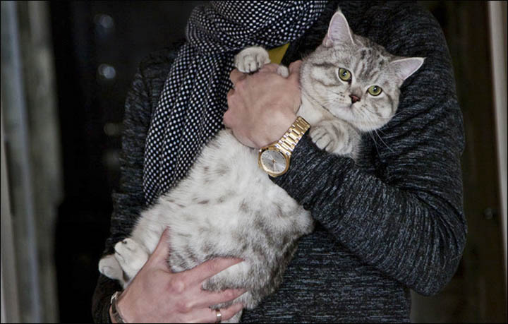 This cat named Charles Utkins is possessed of purportedly paranormal powers, says his former owner. Image credit: Amur.info