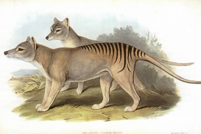 An artist's rendition of thylacines. (Wikipedia Commons: John Gould)