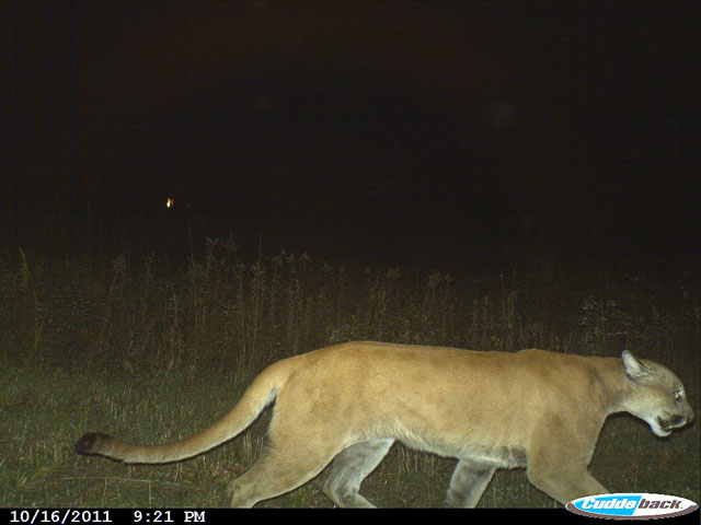 2011 photo of a mountain lion in Juneau county, Wisconsin, approximately 150 miles from Milwaukee. (Image source: dnr.wi.gov)