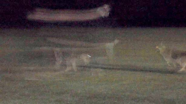 Are these paranormal pups, or just a faulty frame rate?