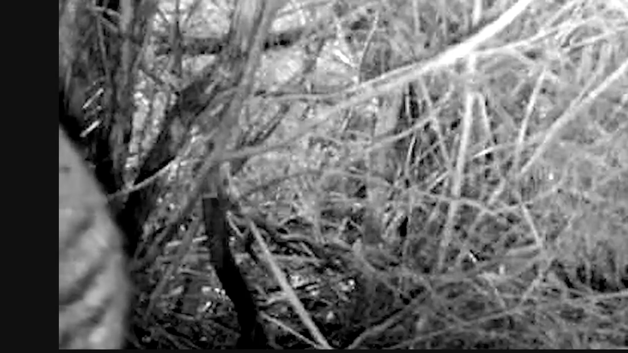 A still from The Thylacine Awareness Group of Australia's trail cam video.