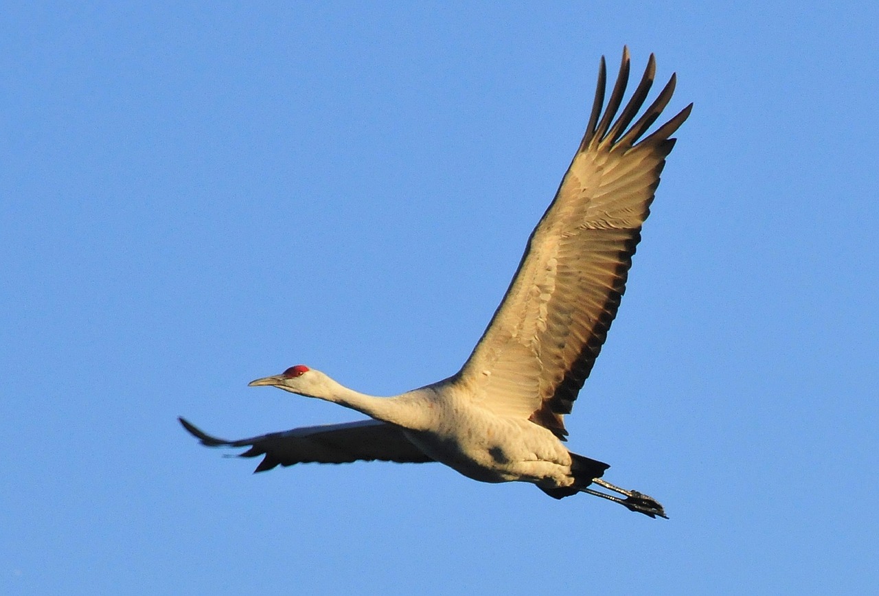 The majestic and terrifying sandhill crane.