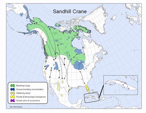 A map showing the crane's migration pattern from Florida to their northern breeding grounds.
