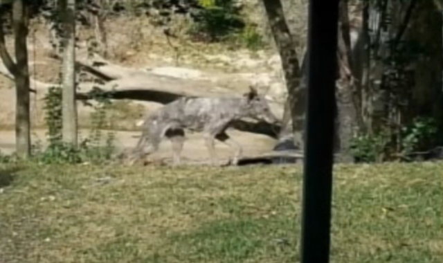 One of McKee's photos of the purported Chupacabra.