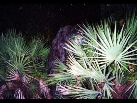 One of the purported pictures of the Myakka skunk ape