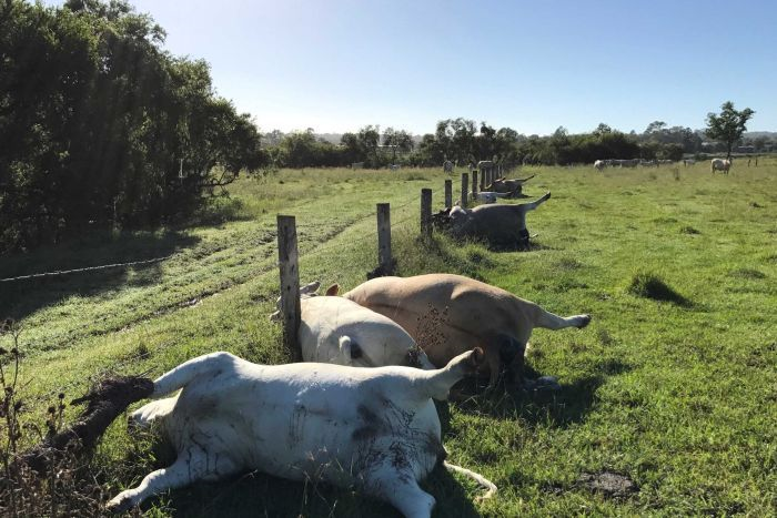 The cows were lying in a straight line, with their heads between the wires of a nearby fence. (Image credit: Derek Shirley)