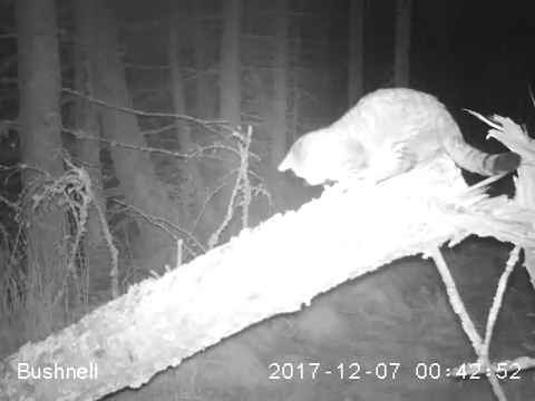 A still image taken from the camera trap footage. (Image credit: Wildcat Haven)