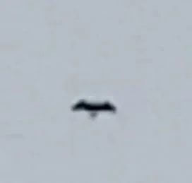 bird2.jpg