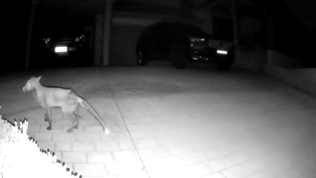 A still image from the surveillance footage.
