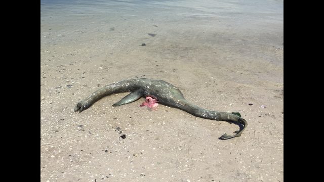 The apparently hoaxed ‘monster.’ (Image credit: Jeff Warren)