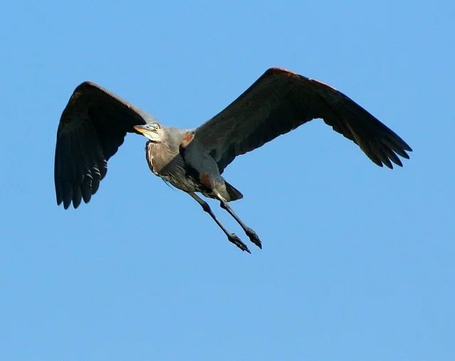 A great blue heron in flight.