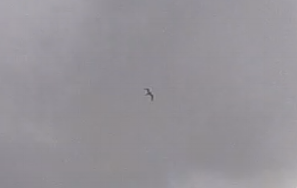 An enlarged image of the bird seen in Pilsen.