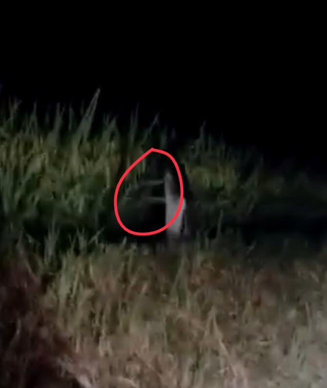 This photo was posted in response to Sitouluk’s video, but likely shows bent foliage instead of puppet-controlling sticks.