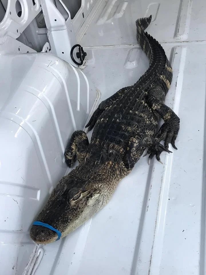 The four-foot caiman found by David Castaneda in Lake Michigan. (Image credit: City of Waukegan/Facebook)