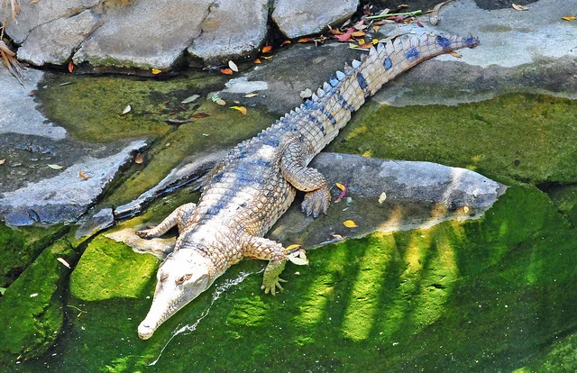 The West African slender-snouted crocodile is cousin to the newly-discovered Central African species. (Image credit: Heather Paul /Flickr)