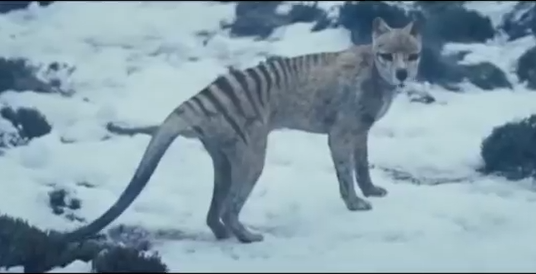 thylacine_The Hunter.png