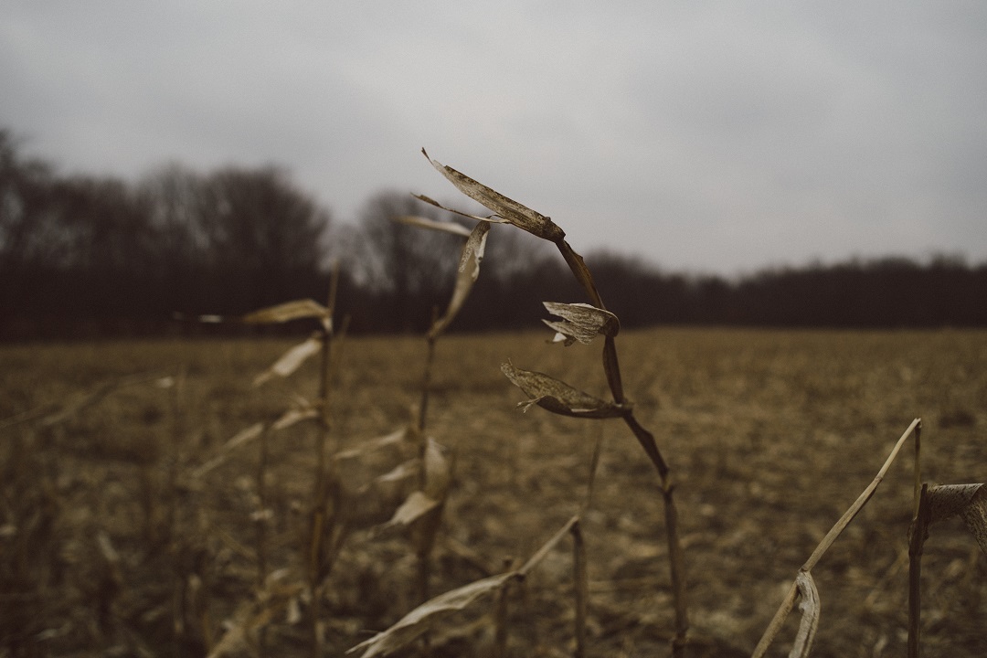 The sighting took place in a field on McKinley Road. (Image credit: Emily Wayland)