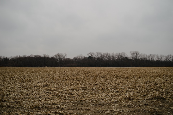 View of the treeline from the road. (Image credit: Emily Wayland)