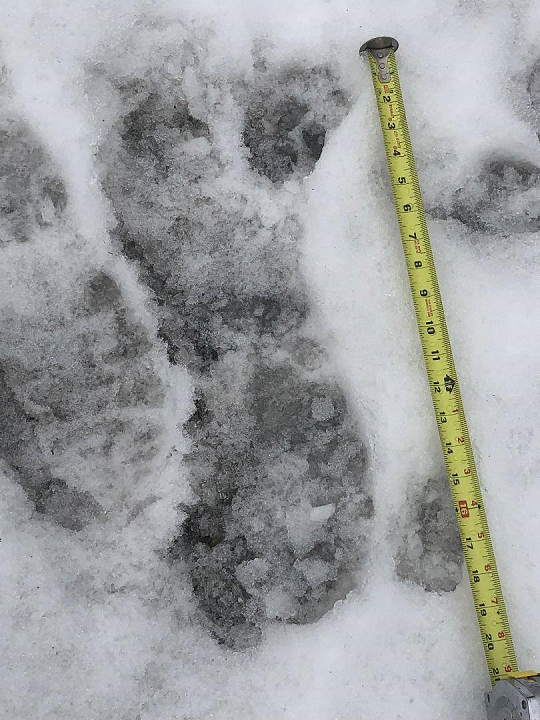 The photograph provided. The witness stated the middle impression is the one that did not look like a boot print. It does appear that there is a definite boot print to its left, and animal tracks around and within the impression.