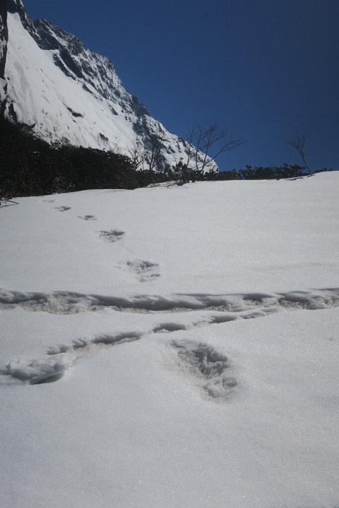 IA_yeti2.jpg