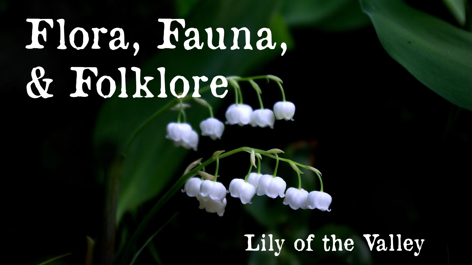 Flora, Fauna, and Folklore: Lily of the Valley