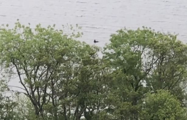 A still image of ‘Nessie’ from the video recorded by Gloria Davidson. (The AIO Entertainment / YouTube)